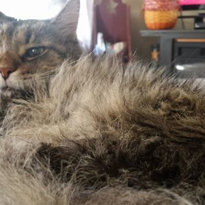 Meet your Posher, Bob